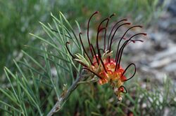 Grevillea calliantha.jpg