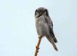 Hökuggla Northern Hawk Owl (20342079992).jpg