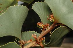 Hakea brownii.jpg