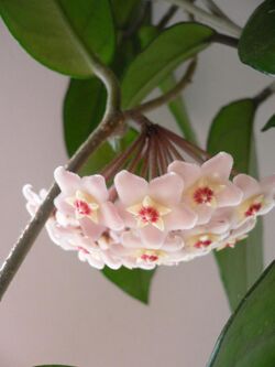 Hoya carnosa 01.jpg