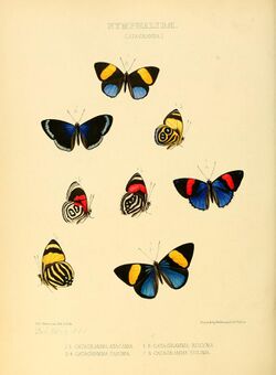 Illustrations of new species of exotic butterflies Catagramma I.jpg
