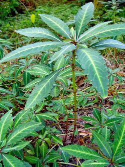 Impatiens Omeiana (Sichuan, China).JPG