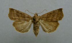 Ipimorpha retusa.jpg