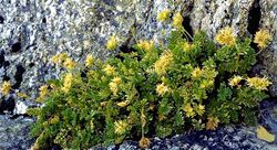 Ivesia-longibracteata.jpg