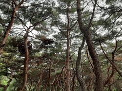 Korean Pine Trees in Seoul.jpg