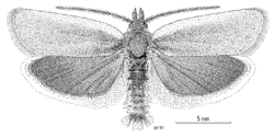 LEPI Tortricidae Ascerodes prochlora m.png