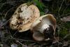 Lactarius zonarius 20100929w.JPG