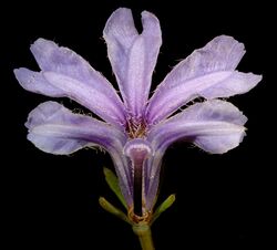 Lechenaultia floribunda - Flickr - Kevin Thiele.jpg