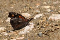 Libythea celtis - Nettle-tree Butterfly.jpg