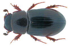 Liothorax plagiatus (Linnaeus 1767) Syn.- Aphodius (Liothorax) plagiatus (Linnaeus 1767) (32381137080).png