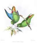 Drawing of two green parrots with red central tail and a blue underside of dark green wings
