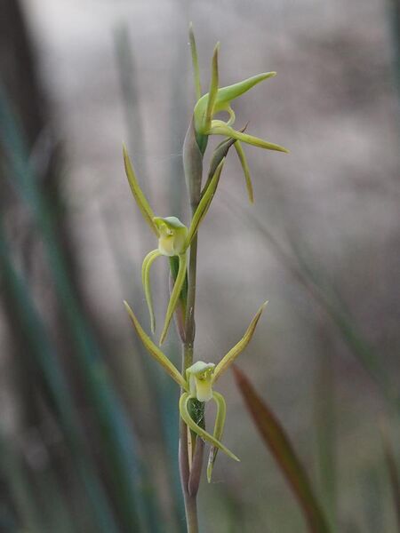 File:Lyperanthus suaveolens (2).jpg