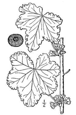 Malva verticillata (USDA).jpg