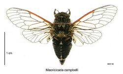 Maoricicada campbelli dorsal.jpg