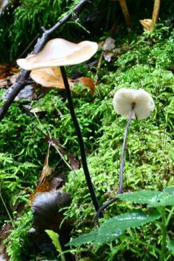 Marasmius alliaceus 20070928wb.JPG