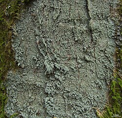 Megalospora porphyritis - Flickr - pellaea (2).jpg