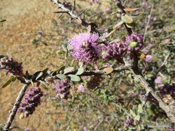 Melaleuca spicigera (leaves, flowers).JPG