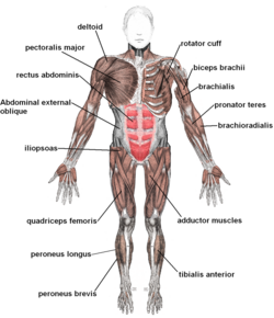 Muscles anterior labeled.png