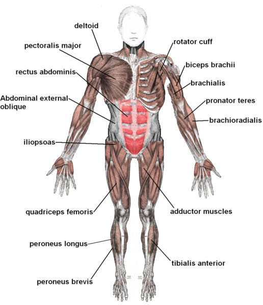 File:Muscles anterior labeled.png