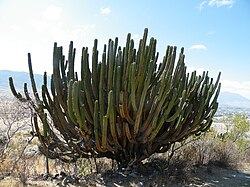 Myrtillocactus schenckii (5739504663).jpg