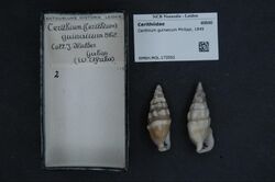 Naturalis Biodiversity Center - RMNH.MOL.173592 - Cerithium guinaicum Philippi, 1849 - Cerithiidae - Mollusc shell.jpeg