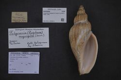 Naturalis Biodiversity Center - ZMA.MOLL.225063.1 - Fulgoraria megaspira magna Kuroda & Habe, 1950 - Volutidae - Mollusc shell.jpeg