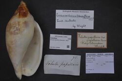 Naturalis Biodiversity Center - ZMA.MOLL.226586 - Ericusa papillosa (Swainson, 1822) - Volutidae - Mollusc shell.jpeg