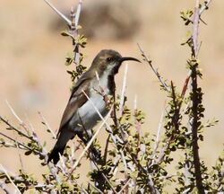 Nectarinia fusca -Northern Cape, South Africa-8.jpg