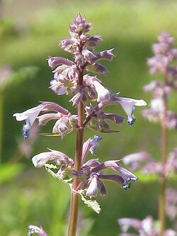 Nepeta grandiflora1.jpg