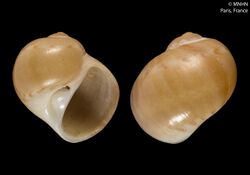 Notocochlis cernica (MNHN-IM-2000-5244).jpeg