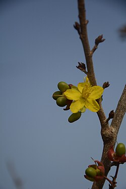 Ochna lanceolata.jpg