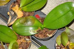 Orchid Bacterial leaf blight caused by Erwinia sp. (12504094455).jpg