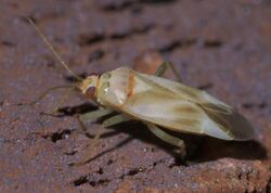 Orthotylus ornatus P1590987a.jpg