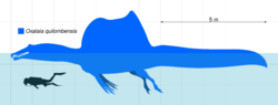 Diagram with the silhouettes of a swimming Oxalaia and a scuba diver in side view, the dinosaur is roughly over seven times longer than the human