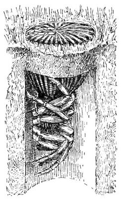 PSM V38 D205 Truncata closing her burrow with her abdomen.jpg