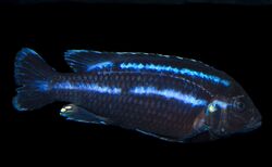 Parallel Striped Mbuna (Male) Melanochromis parallelus.jpg