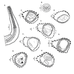 Parasite210069-fig2 - Hassalstrongylus dollfusi (Nematoda, Heligmonellidae).png