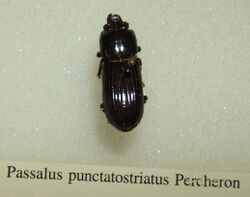 Passalus punctatostriatus sjh.jpg