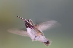Pause in Flight; Calliope Hummingbird (Stellula calliope).jpg