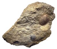 Pecten fossil.jpg