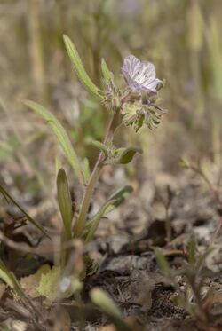 Phacelia exilis (Transverse Range phacelia) (6009702850).jpg