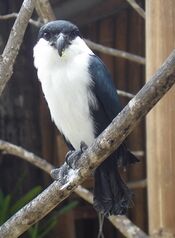 Philippine Falconet - Microhierax erythrogenys.jpg