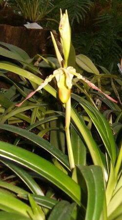 Phragmipedium longifolium BotGardBln271207A.jpg