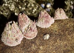 Pink volcano barnacle, Teraclita rubescens Darwin 1854.jpg