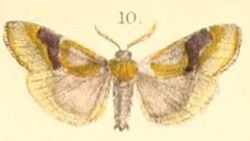 Pl.03-10-Sacada pyraliformis (Moore, 1879) (Danaka).JPG