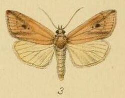 Pl.3-03-Maliana bertha=Melionica bertha (Schaus & Clements, 1893).JPG