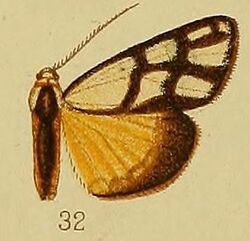 Pl.36-fig.32-Anaphosia eurygrapha Hampson, 1910.JPG