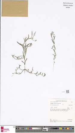 Polygala linariifolia Willd Herbarium Pressing.jpg