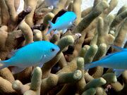 Pomacentrus pavo - Blue damsel fish (11006847895).jpg