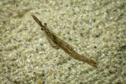 Praunus flexuosus (Gebogene Schwebegarnele, chameleon shrimp) (28691591852).jpg